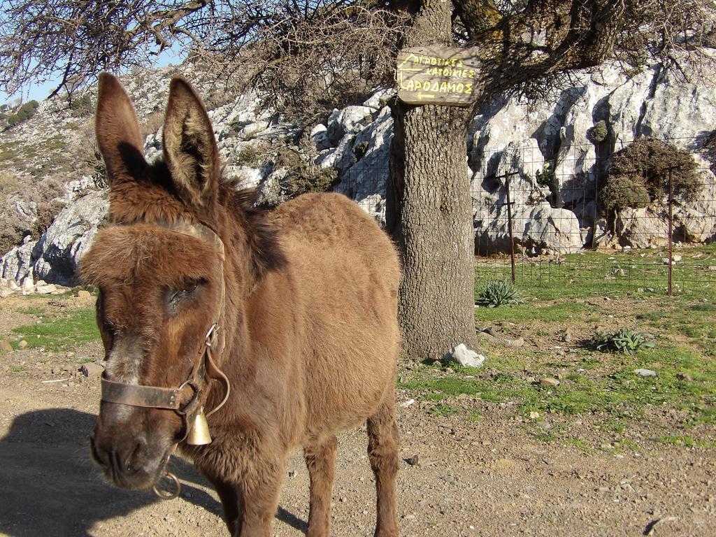 Arodamos Guesthouse Krousonas  Kültér fotó